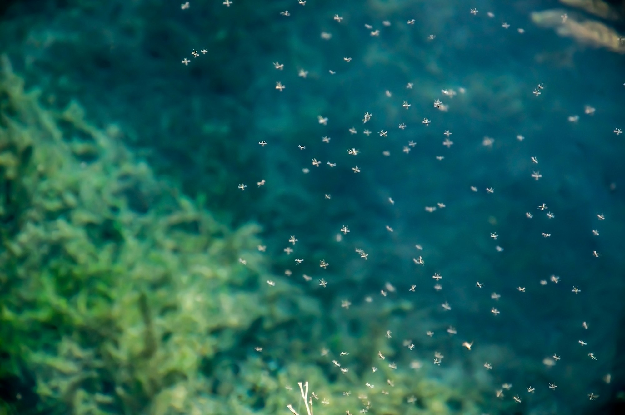 The image shows a swarm of tiny midges hovering above green aquatic vegetation in water.