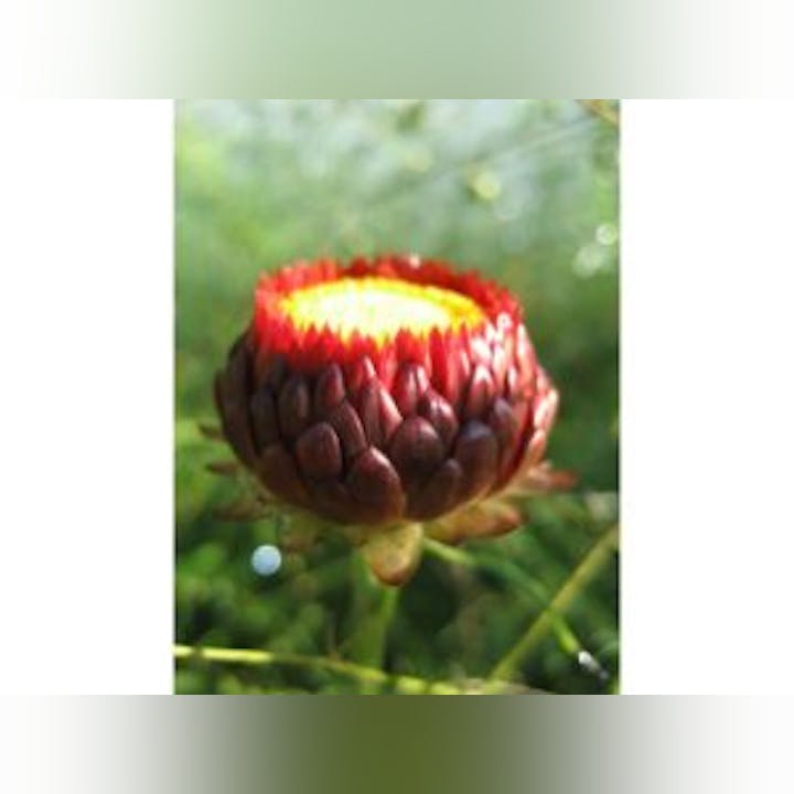 May contain: dahlia, flower, plant, bud, and sprout