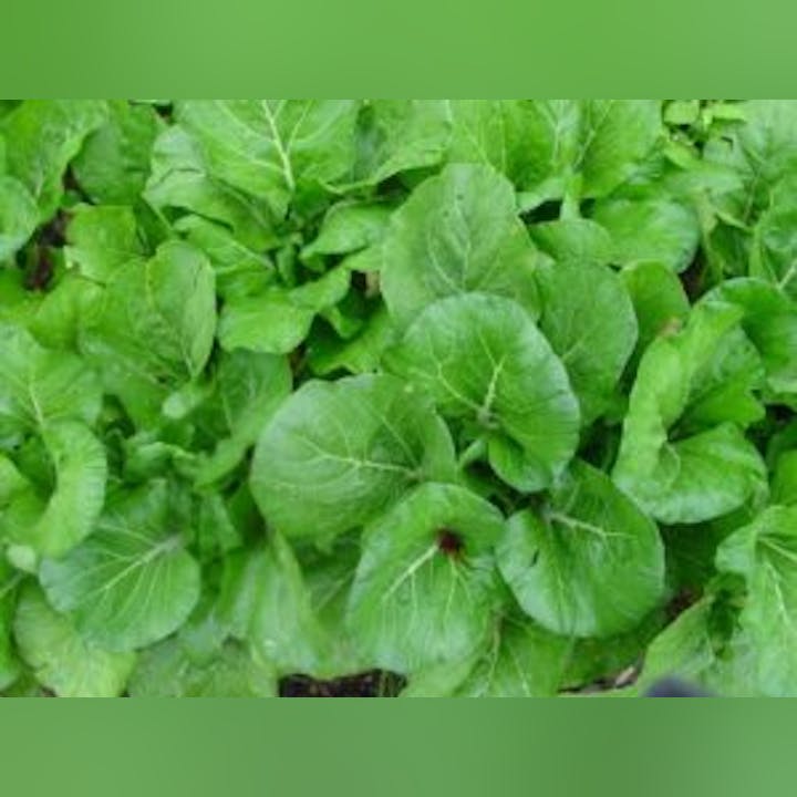 May contain: food, produce, leafy green vegetable, plant, and vegetable