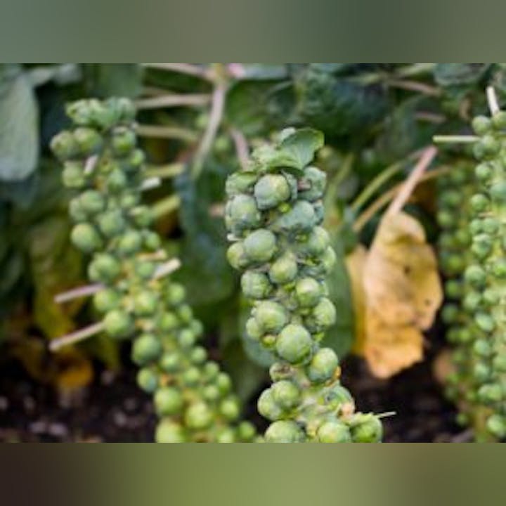 May contain: food, produce, brussel sprouts, plant, and vegetable