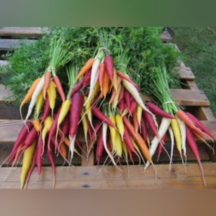 May contain: food, produce, carrot, plant, vegetable, and radish