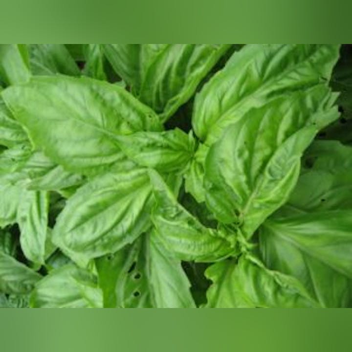 May contain: herbs, plant, herbal, and leaf