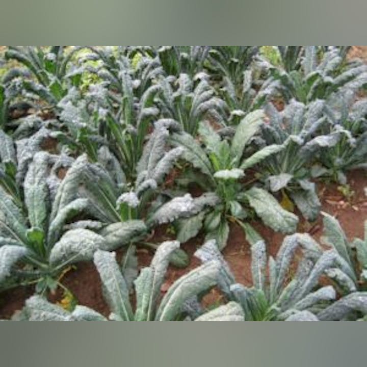 May contain: food, kale, leafy green vegetable, plant, produce, vegetable, and leaf