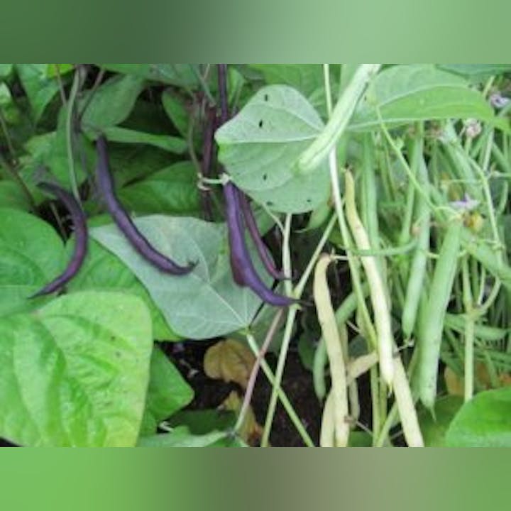 May contain: bean, food, plant, produce, vegetable, and green bean