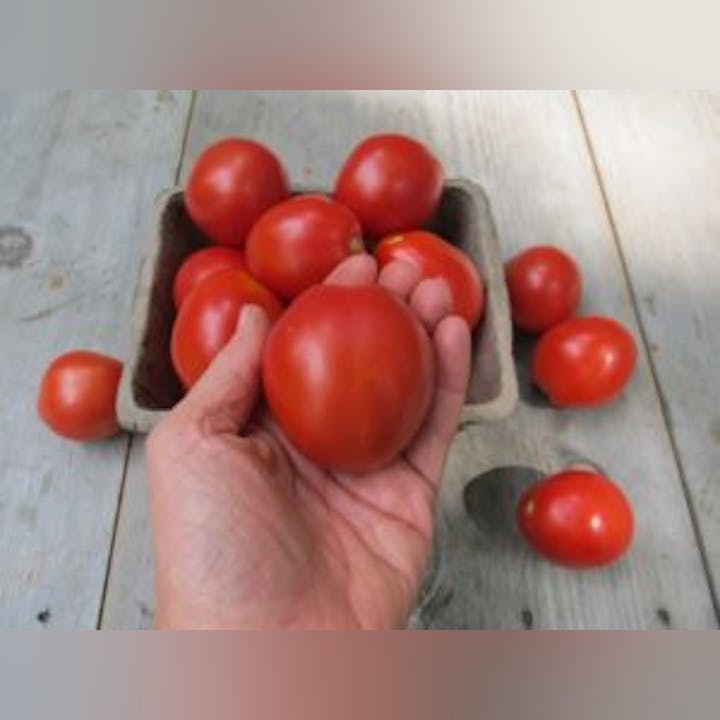 May contain: food, plant, produce, tomato, and vegetable