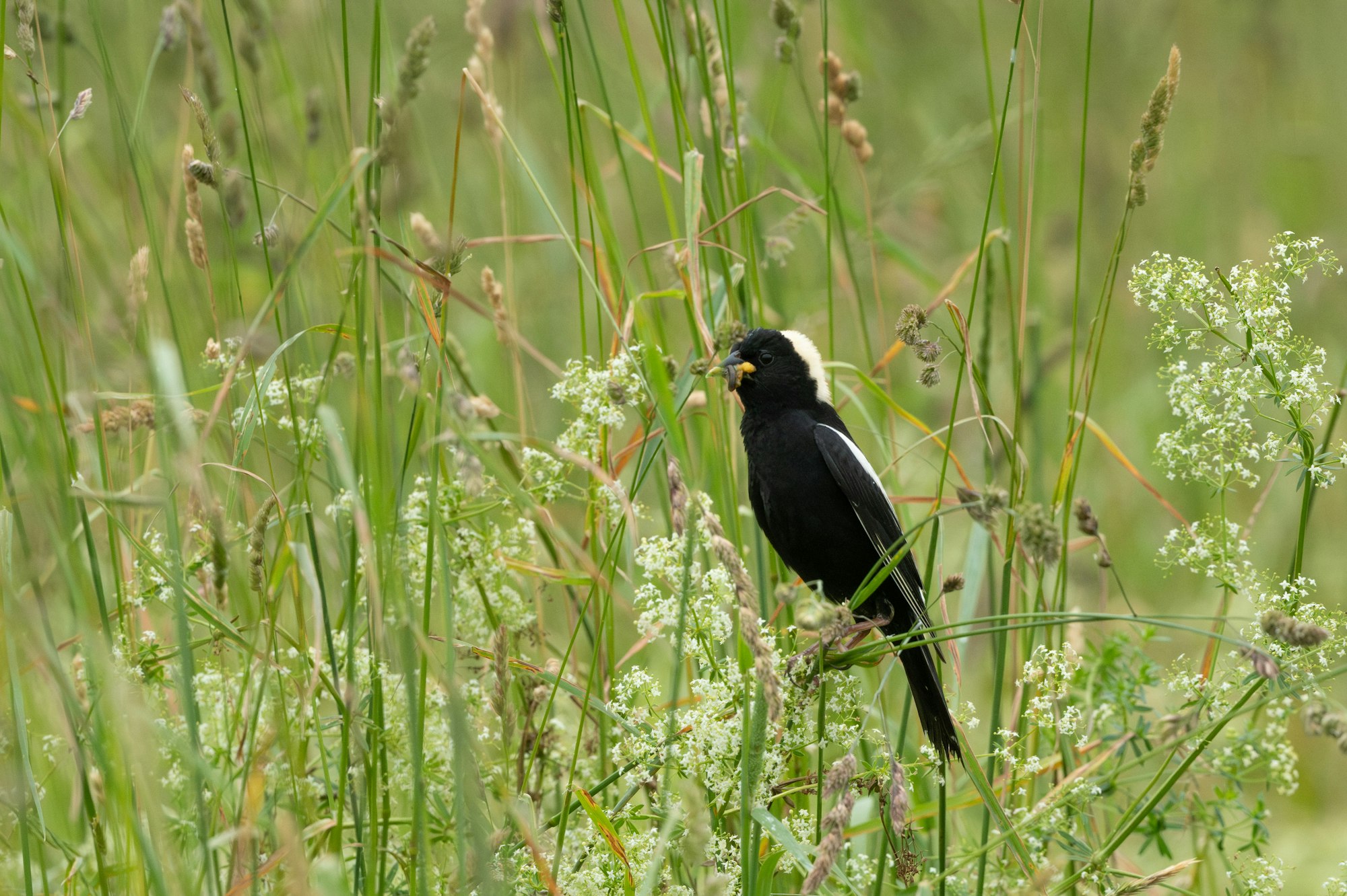 A black bird with a yellow cap perched among green grass and white flowers in a natural setting.