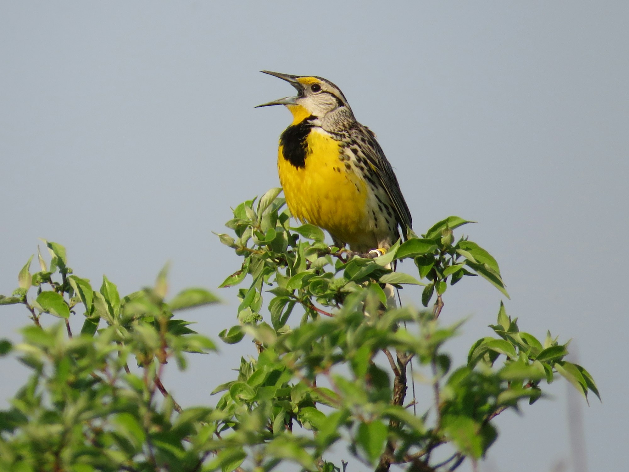 A yellow and black bird perched on a leafy branch, singing against a clear sky.