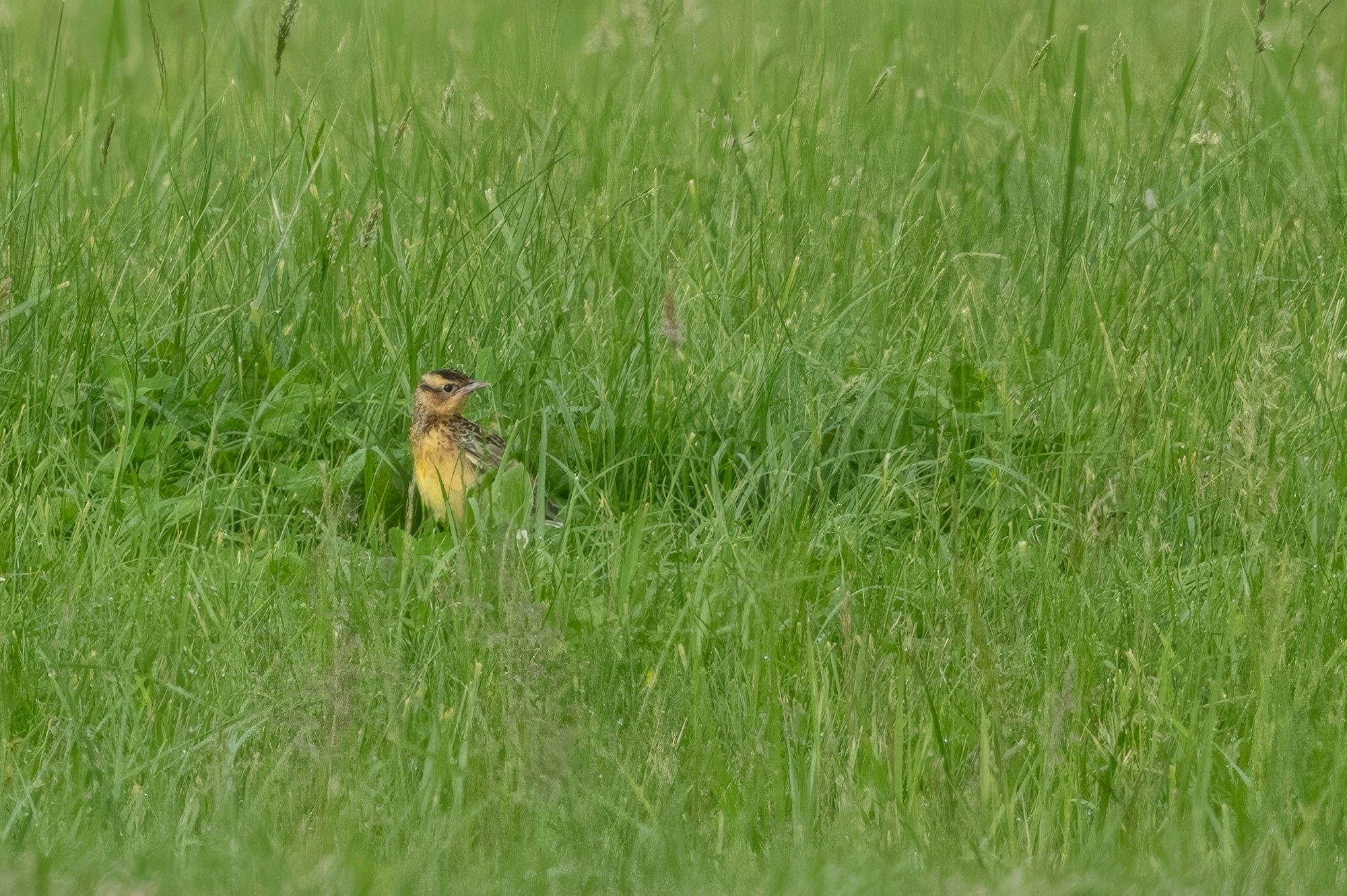 A small bird is perched among tall green grass, partially obscured by the vegetation.