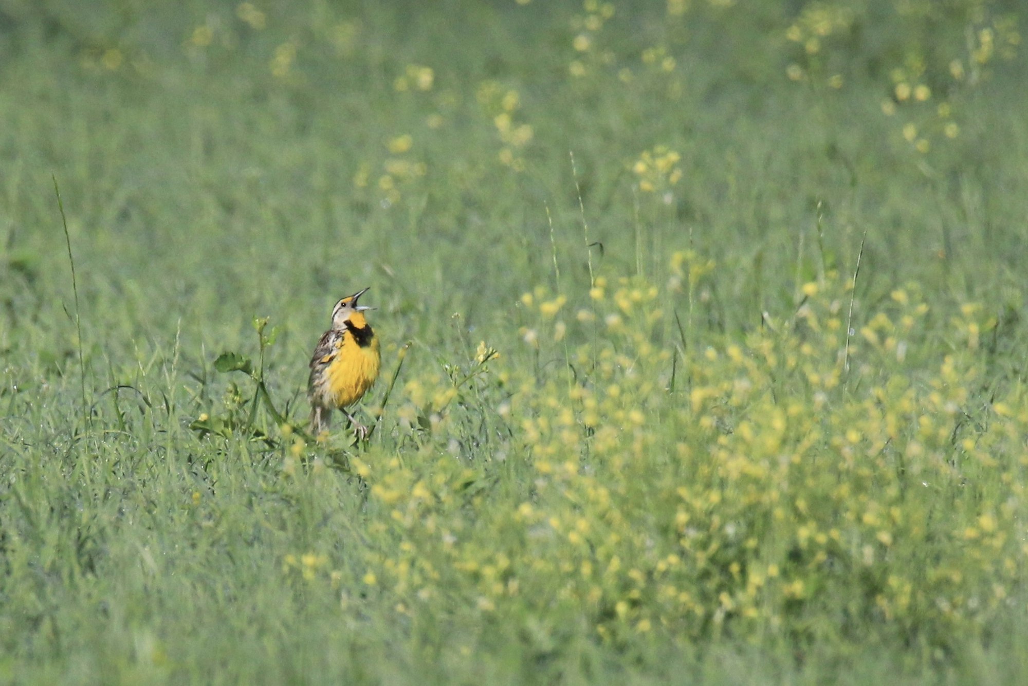 A bird with a yellow chest stands among green grass and yellow flowers, possibly singing or calling.