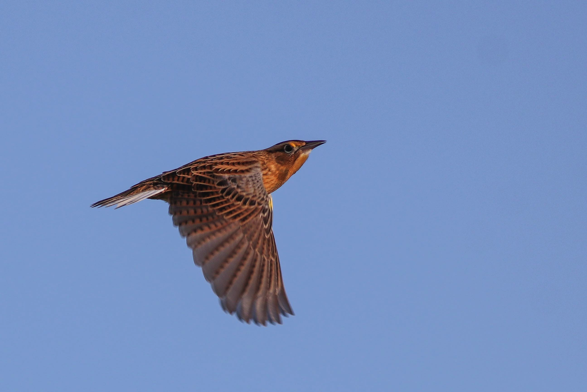 A bird in flight against a clear blue sky, showcasing its wings and distinctive brown plumage.