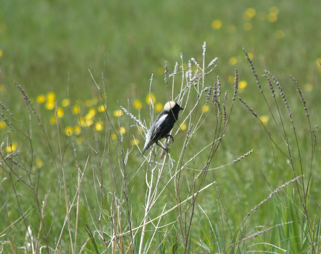 A bird perched on grasses with a field of yellow flowers in the background.