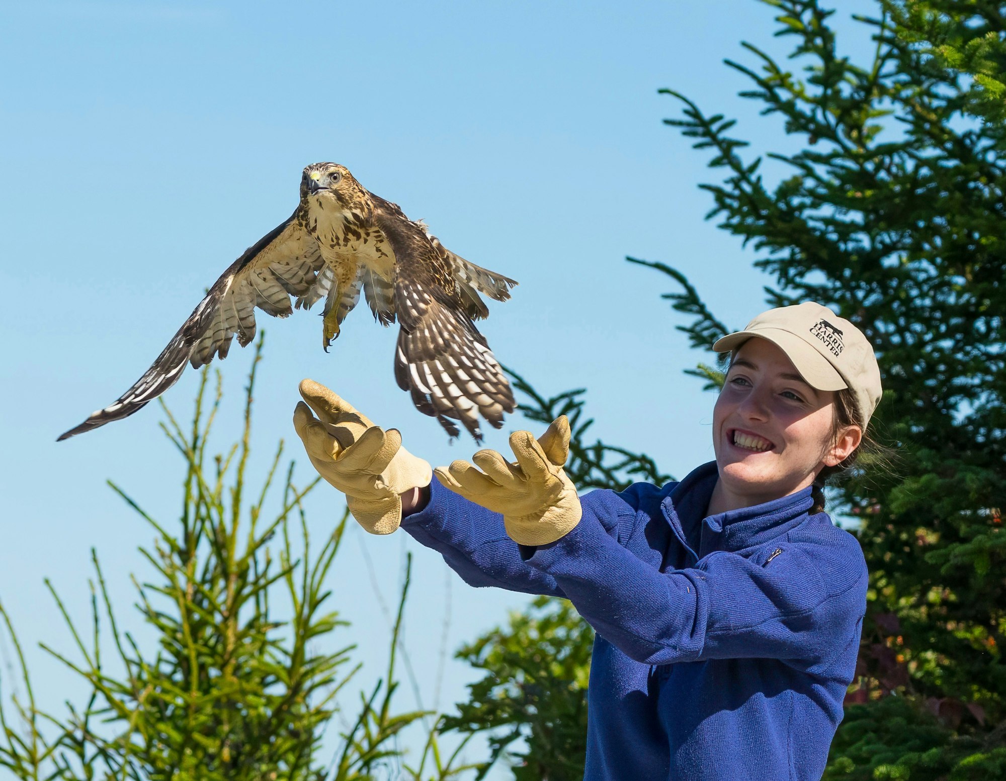 A person wearing gloves happily releases a hawk into the air, surrounded by trees and a clear blue sky.