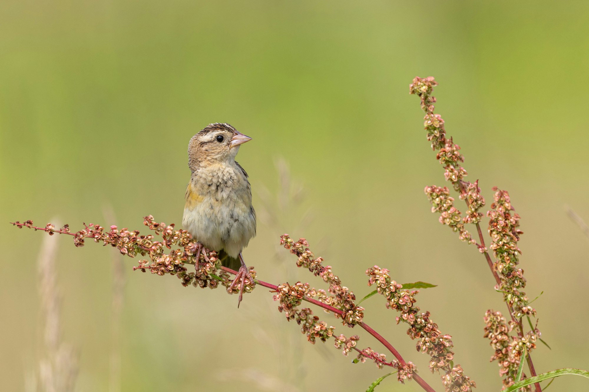 A small bird perched on a branch with decorative pink flowers, against a soft green background.