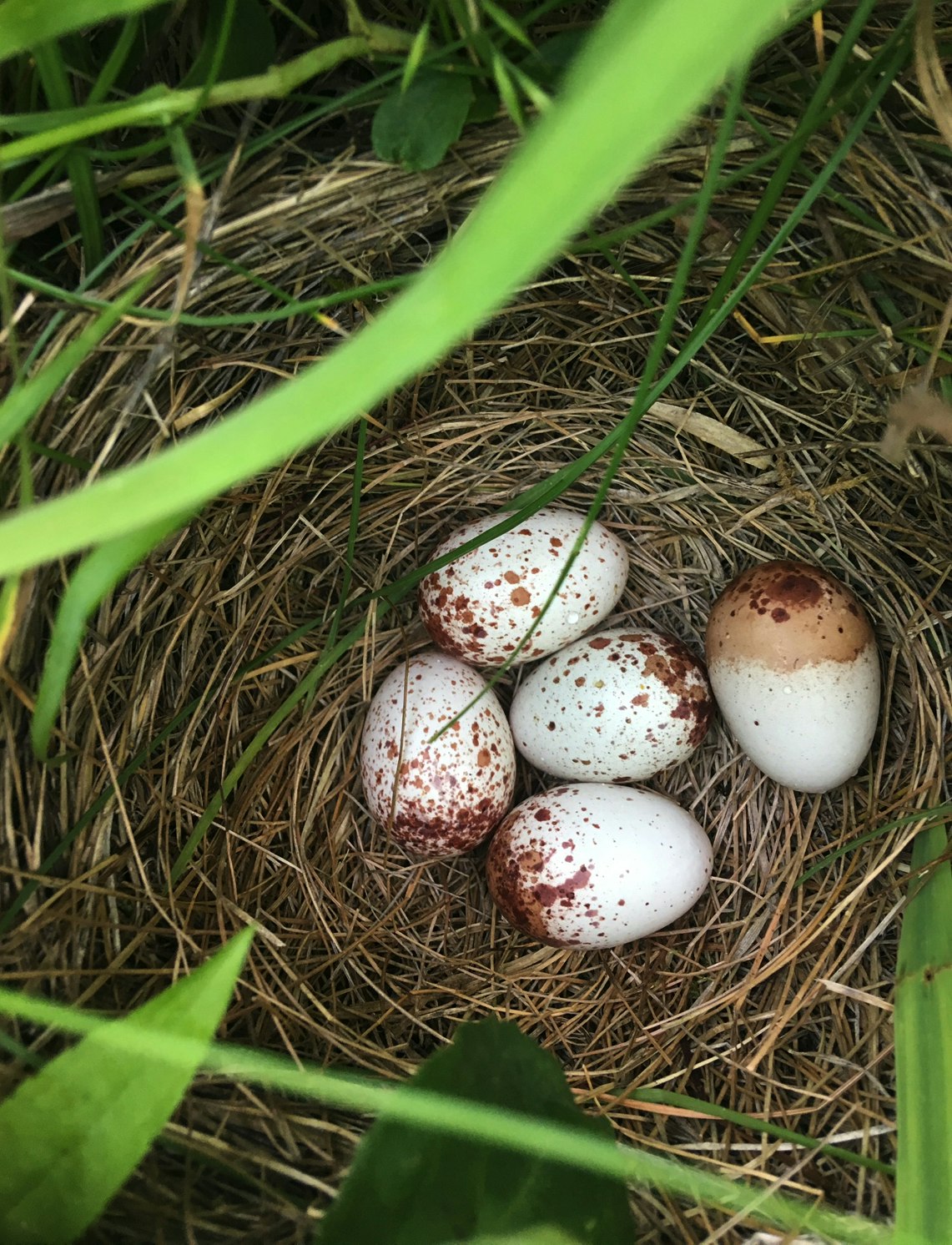 A nest containing five eggs with white shells and reddish-brown speckles, surrounded by green grass and foliage.