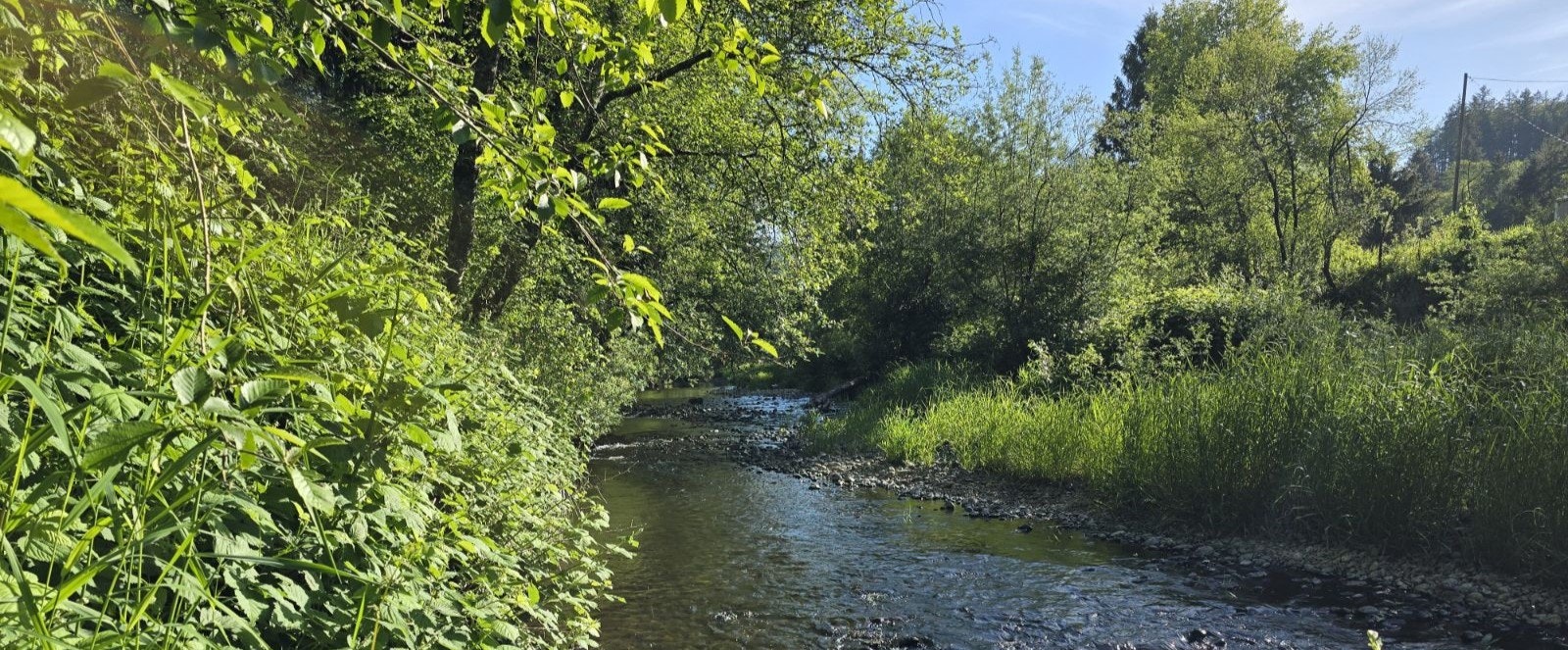 A serene stream flowing through lush greenery under a bright sky.