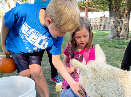 Two children petting an alpaca outdoors.
