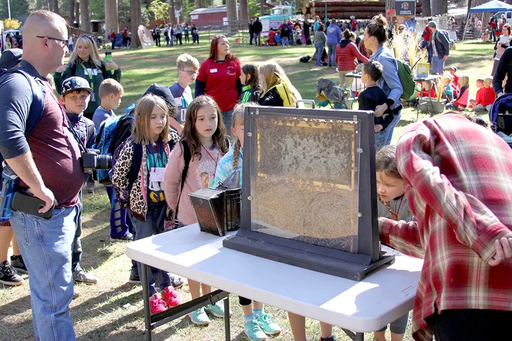 kids looking at an ant farm
