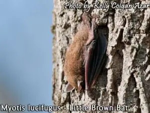 bat