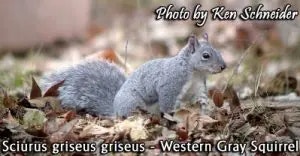 squirrel