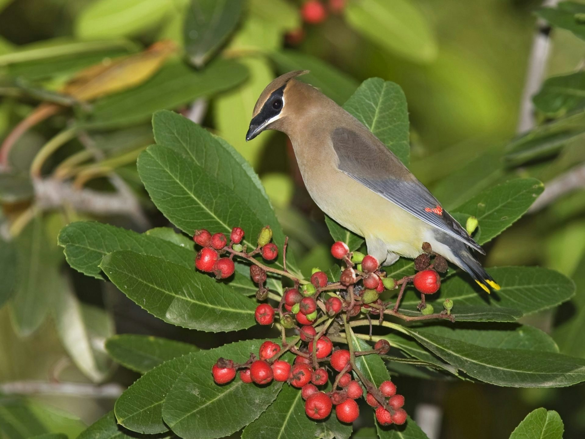 May contain: animal, bird, finch, food, fruit, plant, produce, cherry, leaf, and jay