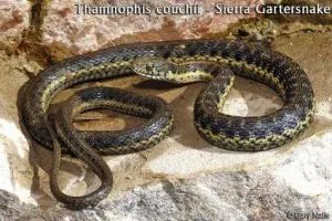 snake