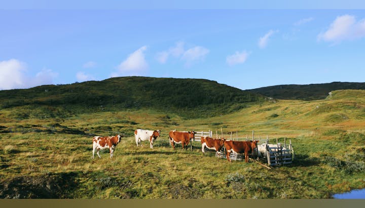 A serene landscape with green hills and a group of cows grazing near a wooden enclosure under a clear blue sky.
