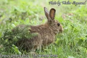 hare