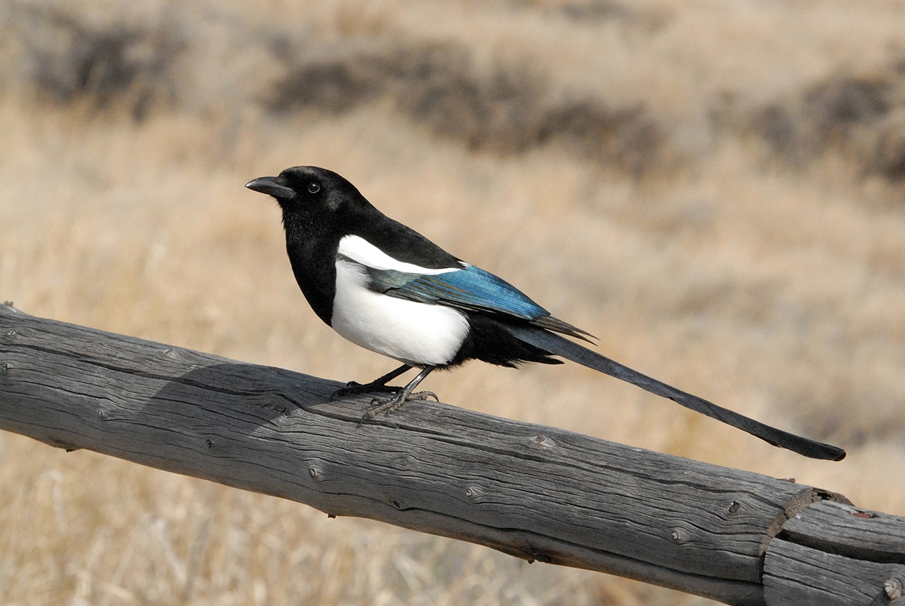 May contain: animal, bird, and magpie