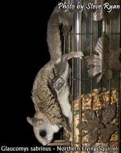 flying squirrel