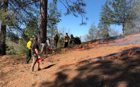 Firefighters managing a controlled burn in a forest area.