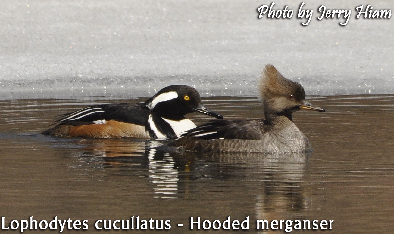 May contain: animal, anseriformes, bird, waterfowl, and duck