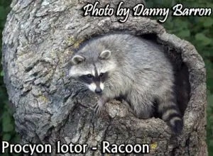 racoon