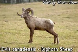 bighorn sheep