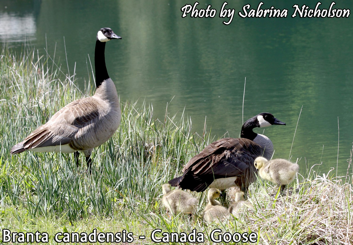 May contain: animal, bird, goose, and waterfowl