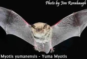 bat