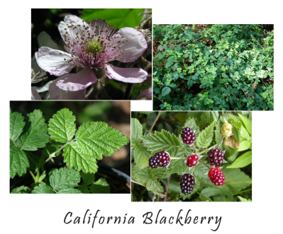 May contain: berry, food, fruit, plant, produce, art, collage, and raspberry