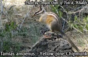 chipmunk