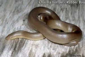 boa, snake