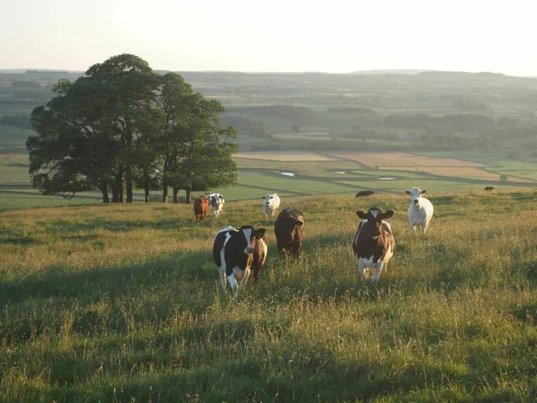 cows in pasture