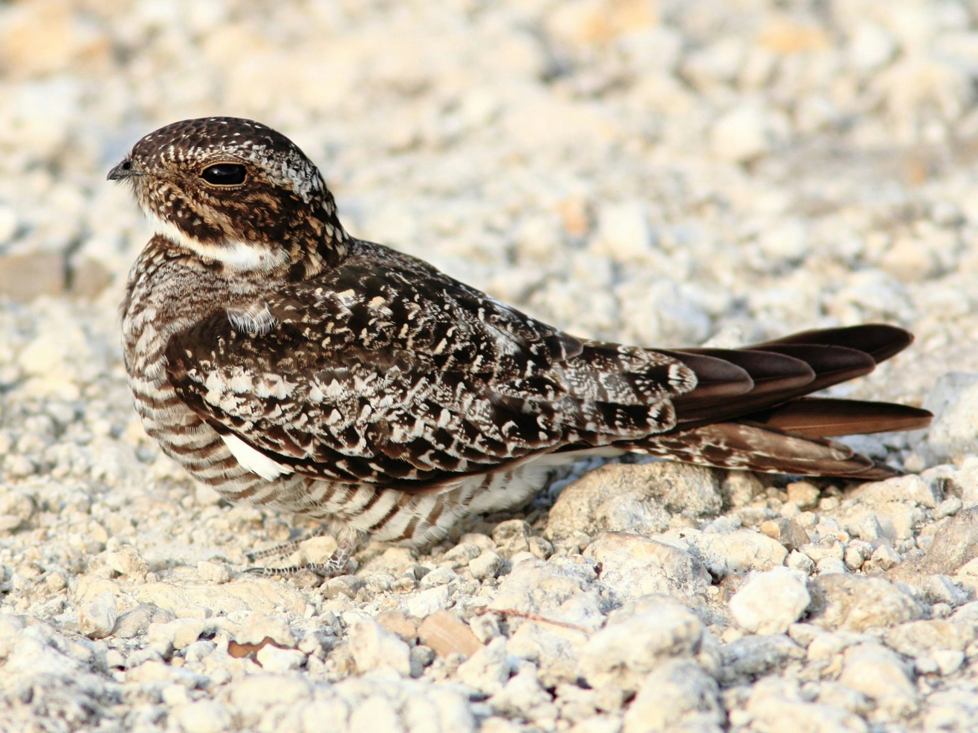 May contain: animal, bird, and beak
