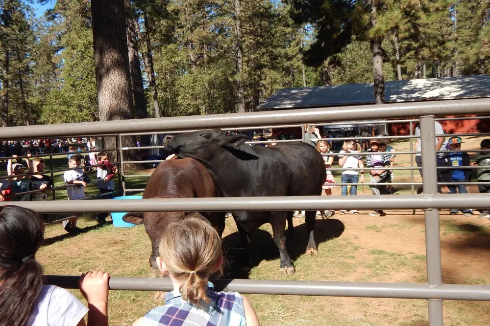 cows in a pen