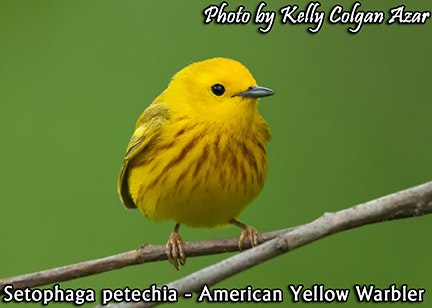 May contain: animal, bird, and canary