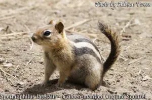 squirrel