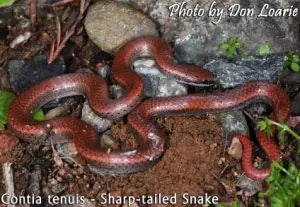 sharp-tailed snake