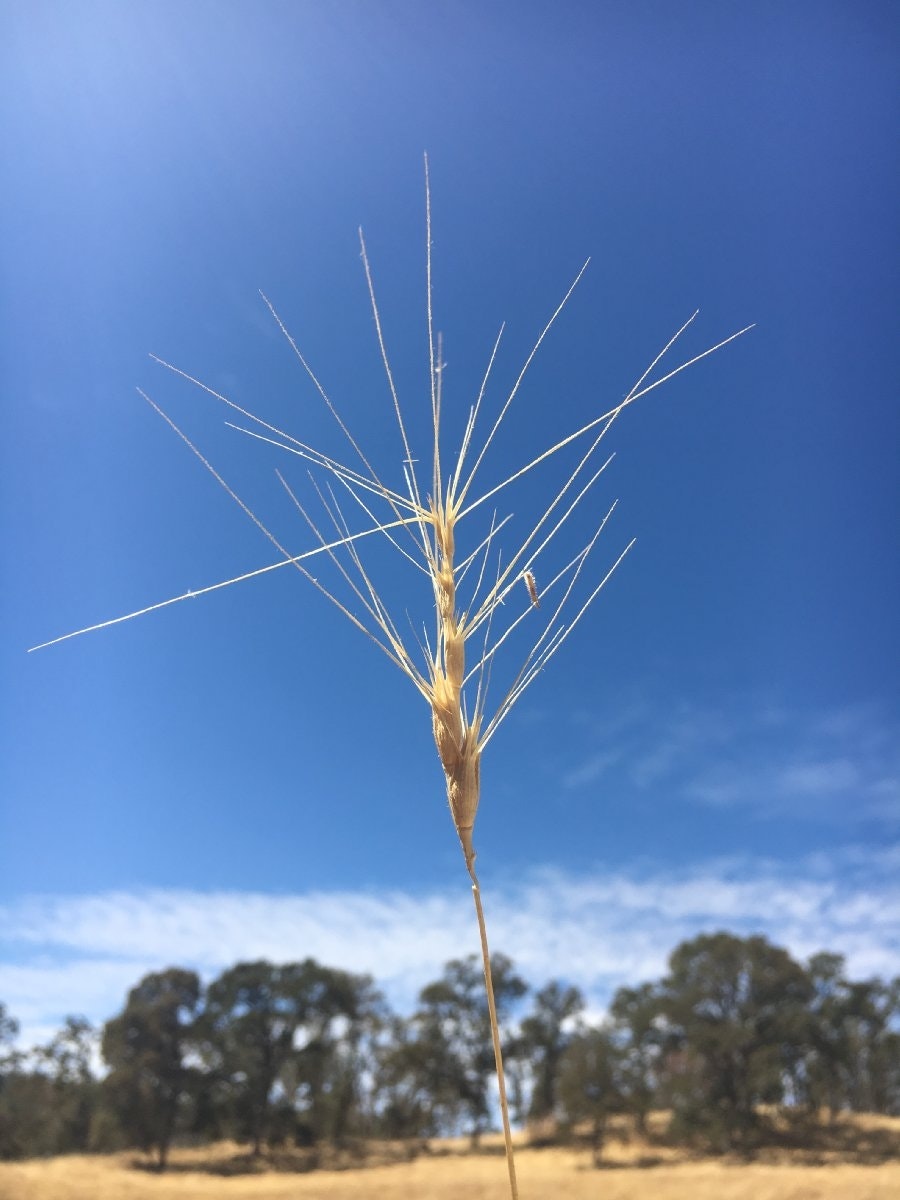 A wheat stalk against a clear blue sky with trees and a golden field in the background.