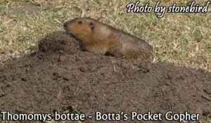 gopher