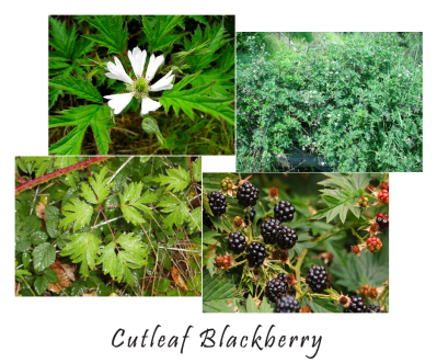 May contain: berry, food, fruit, plant, produce, art, collage, herbal, and herbs