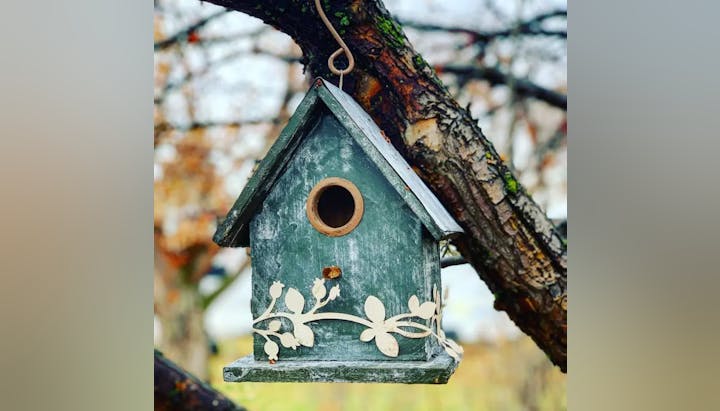 birdhouse in tree