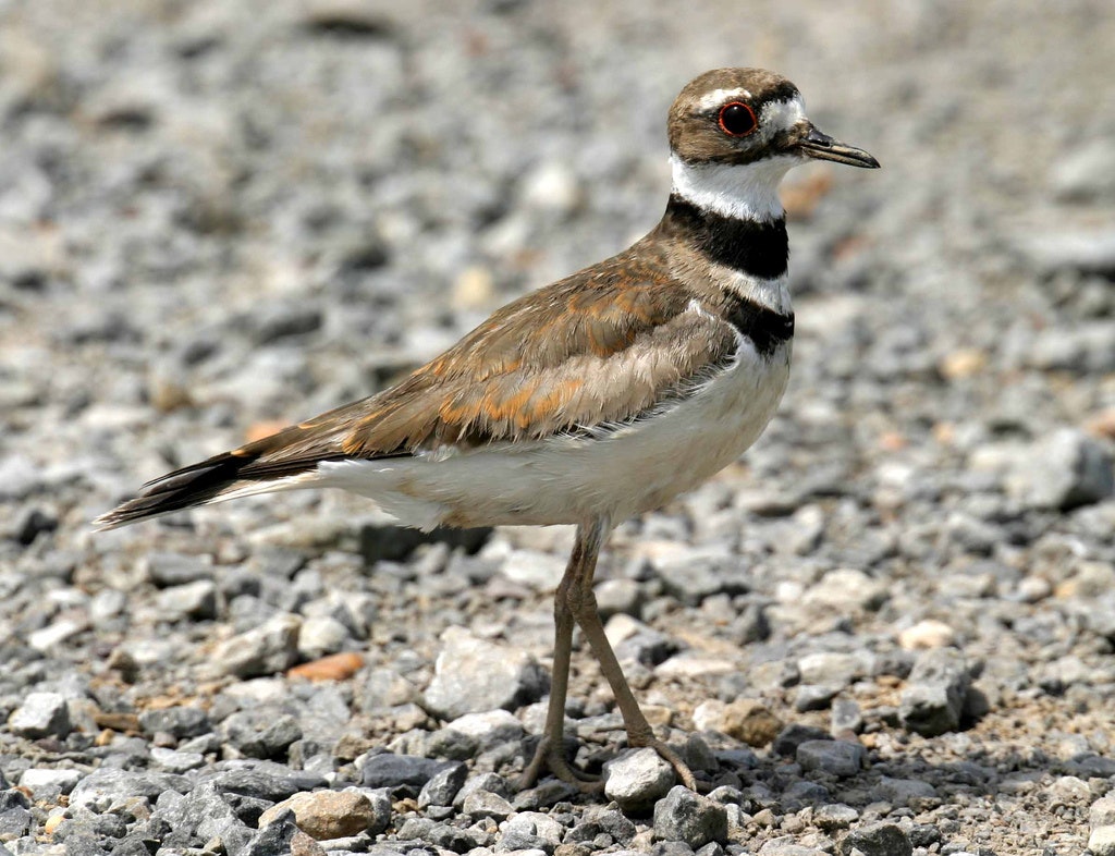 May contain: animal, beak, bird, road, and gravel