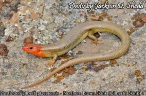 skink